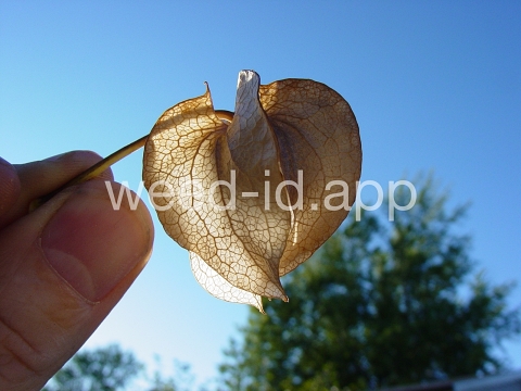 apple-of-Peru